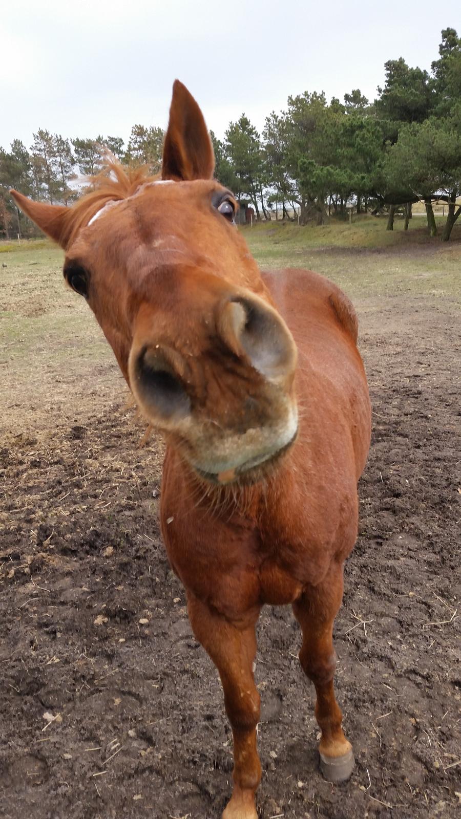 Paint two spot ice  RIP  billede 9