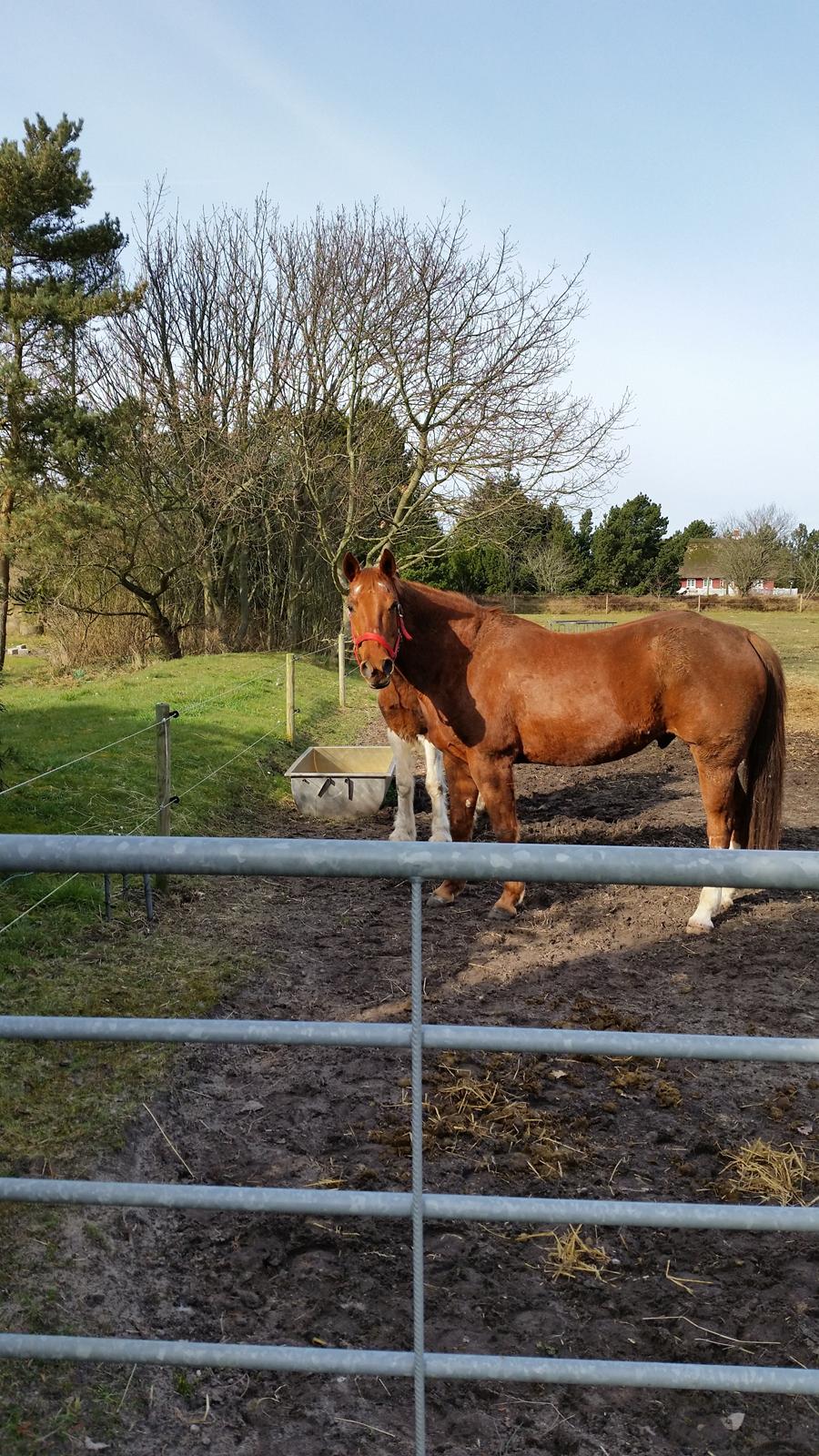 Paint two spot ice  RIP  billede 10