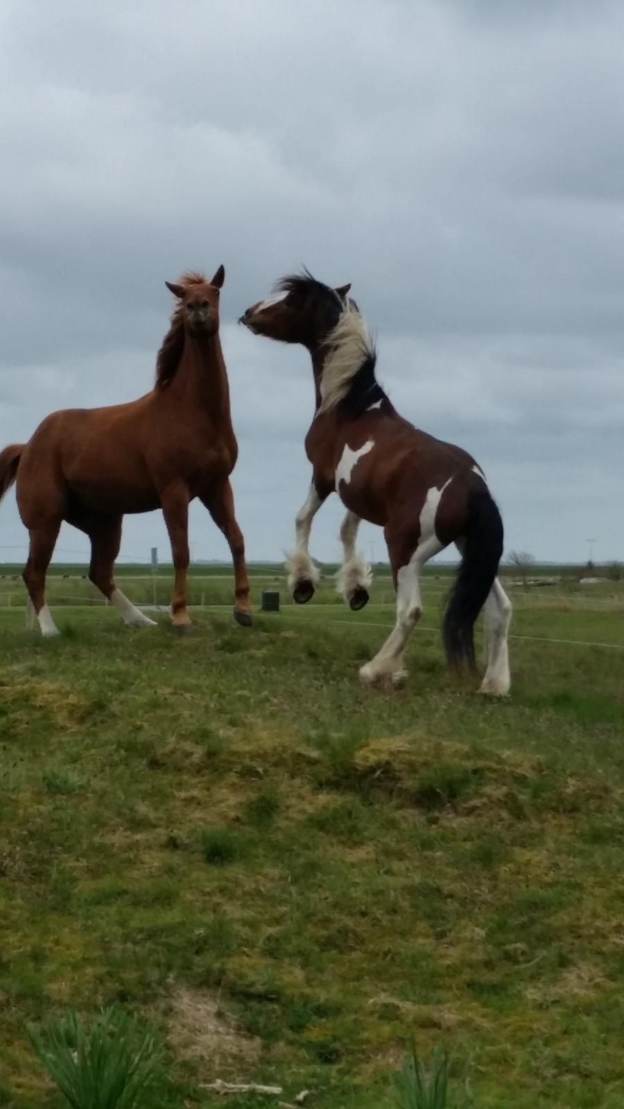 Paint two spot ice  RIP  billede 11