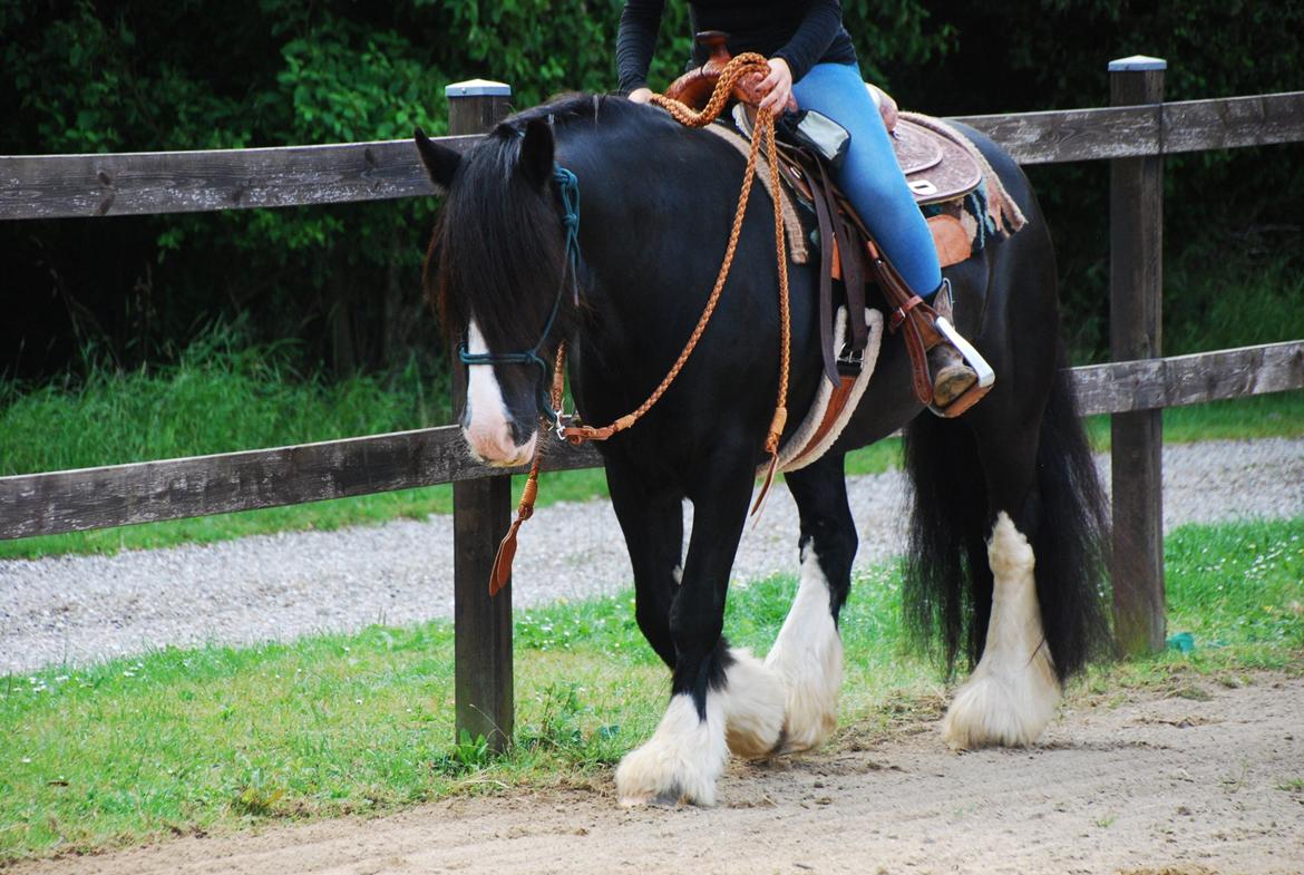 Irish Cob Valentin Wombat - 02/08-15 billede 2