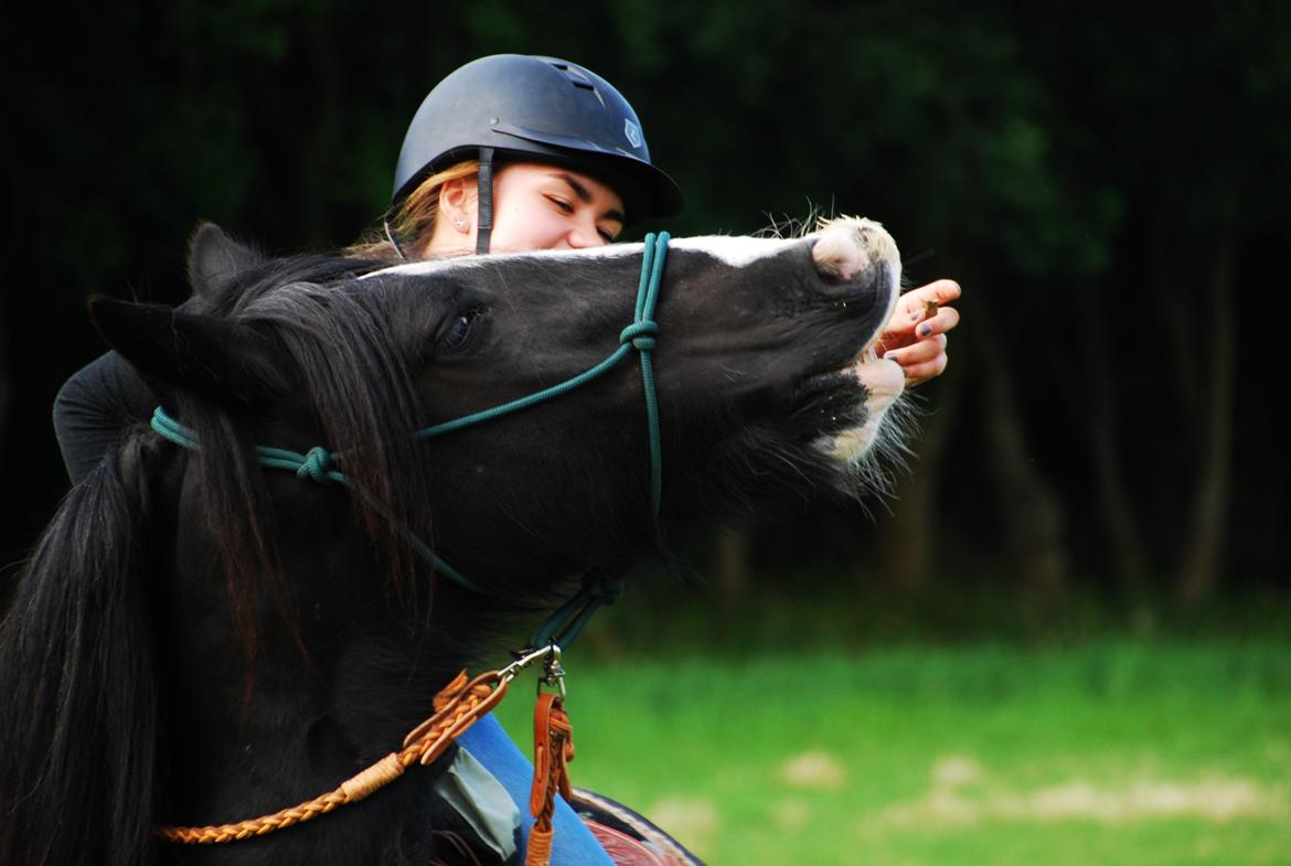 Irish Cob Valentin Wombat - Fantastiske pony <3 billede 3