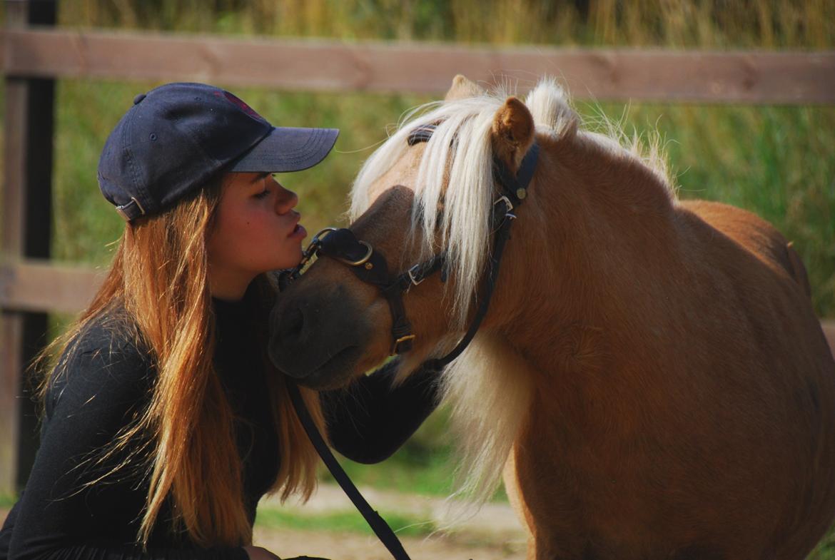 Shetlænder Stjernens Mini-Lion - Summer heat <3 billede 14