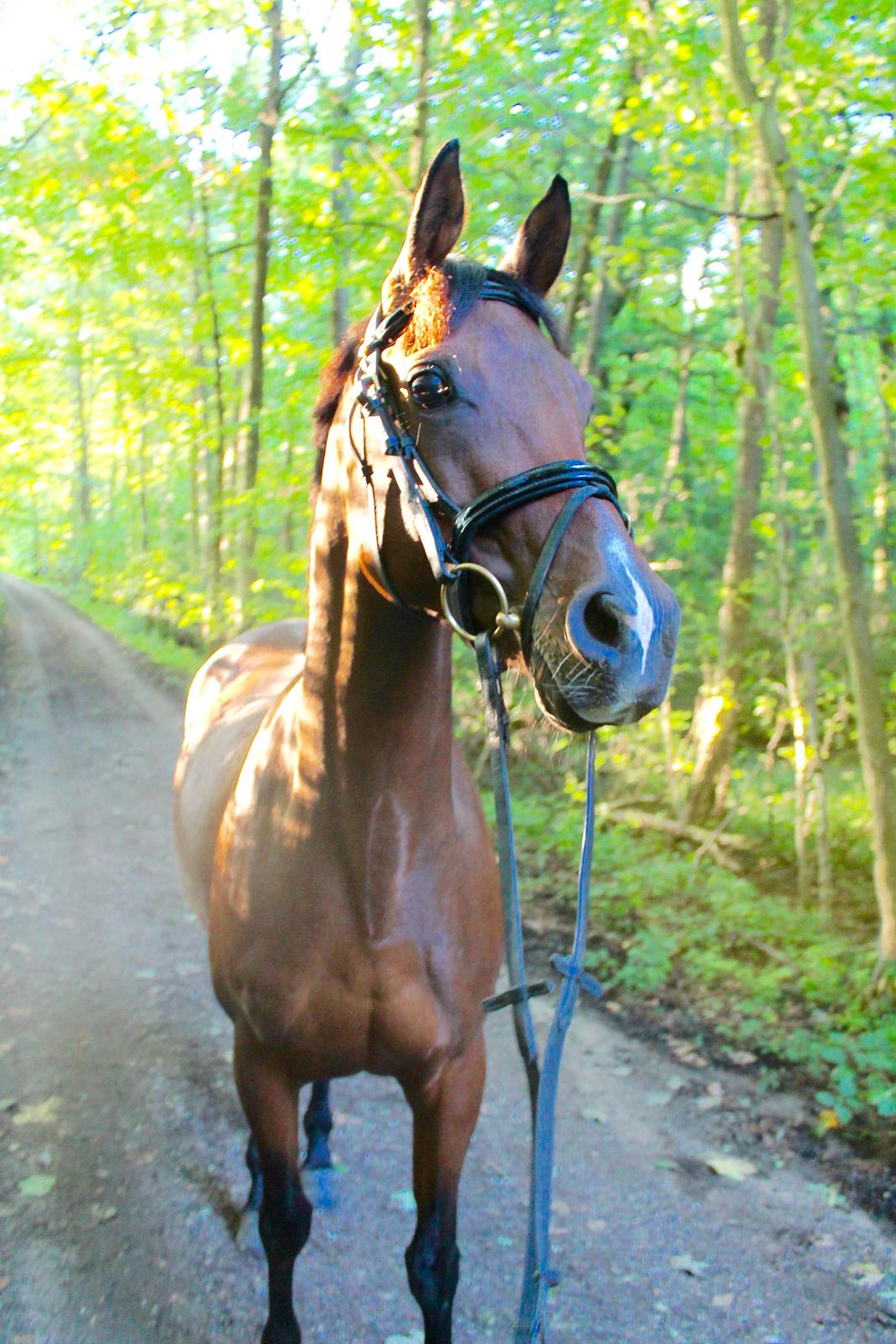 Anden særlig race Darling Marie - Skoven - Efterår 2014 billede 7