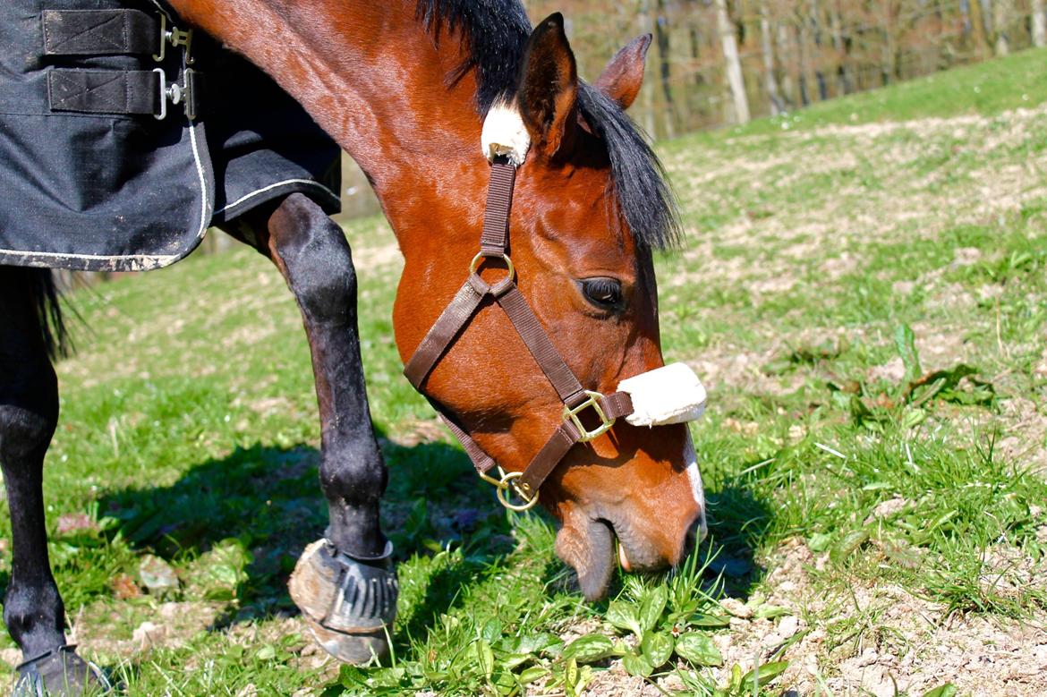 Anden særlig race Darling Marie - Fold - Forår 2014 billede 5
