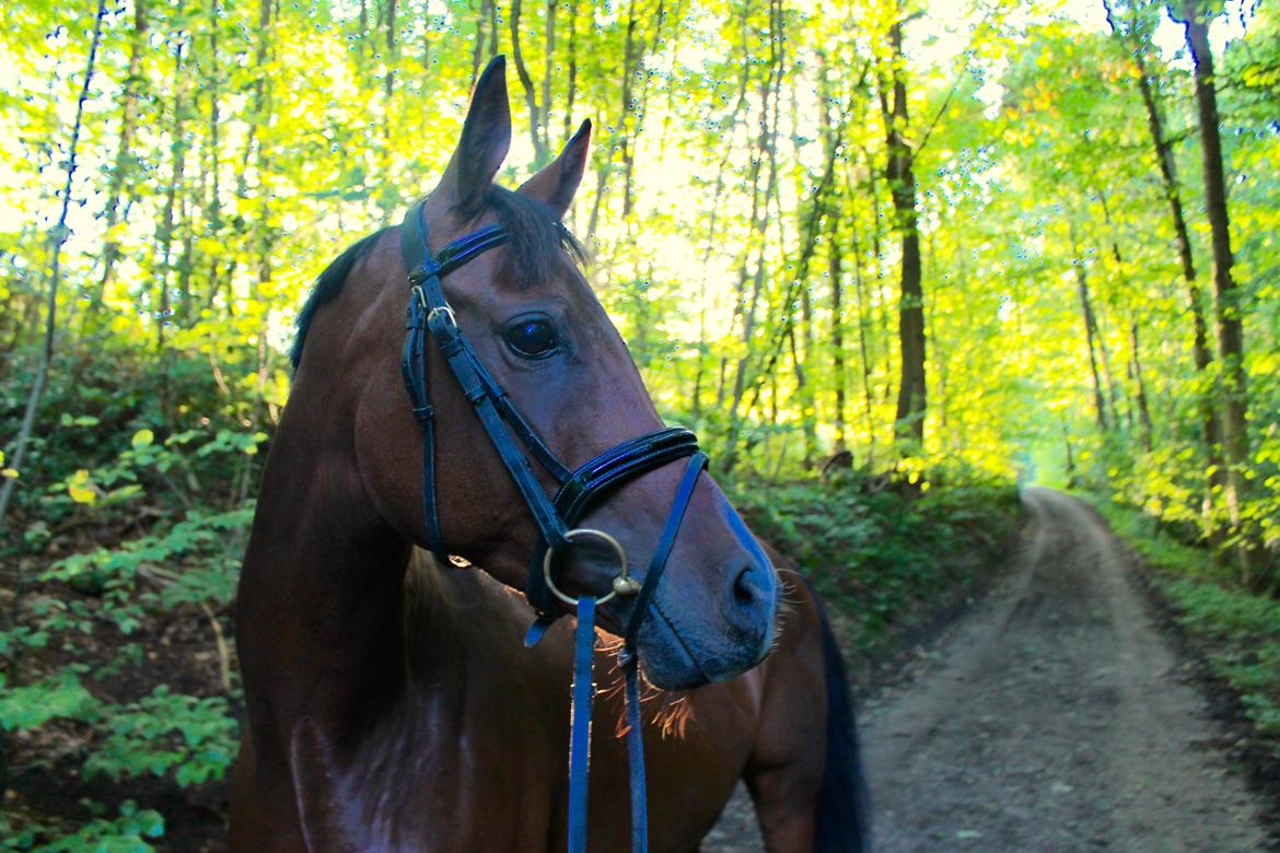 Anden særlig race Darling Marie - Skoven - Efterår 2014 billede 9