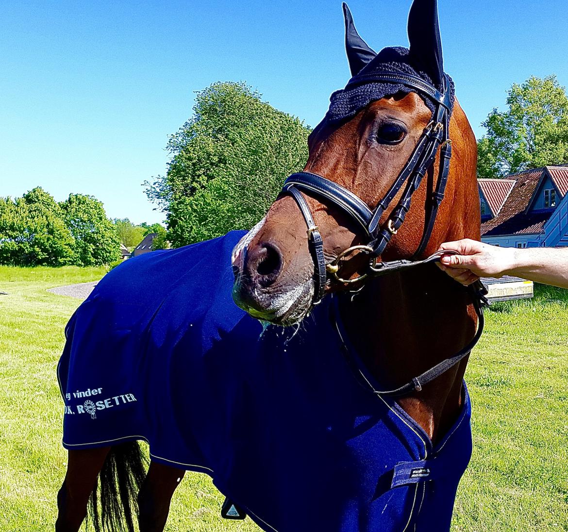 Anden særlig race Darling Marie - 2. Plads Klubmesterskab - Hestehavens Rideklub billede 11