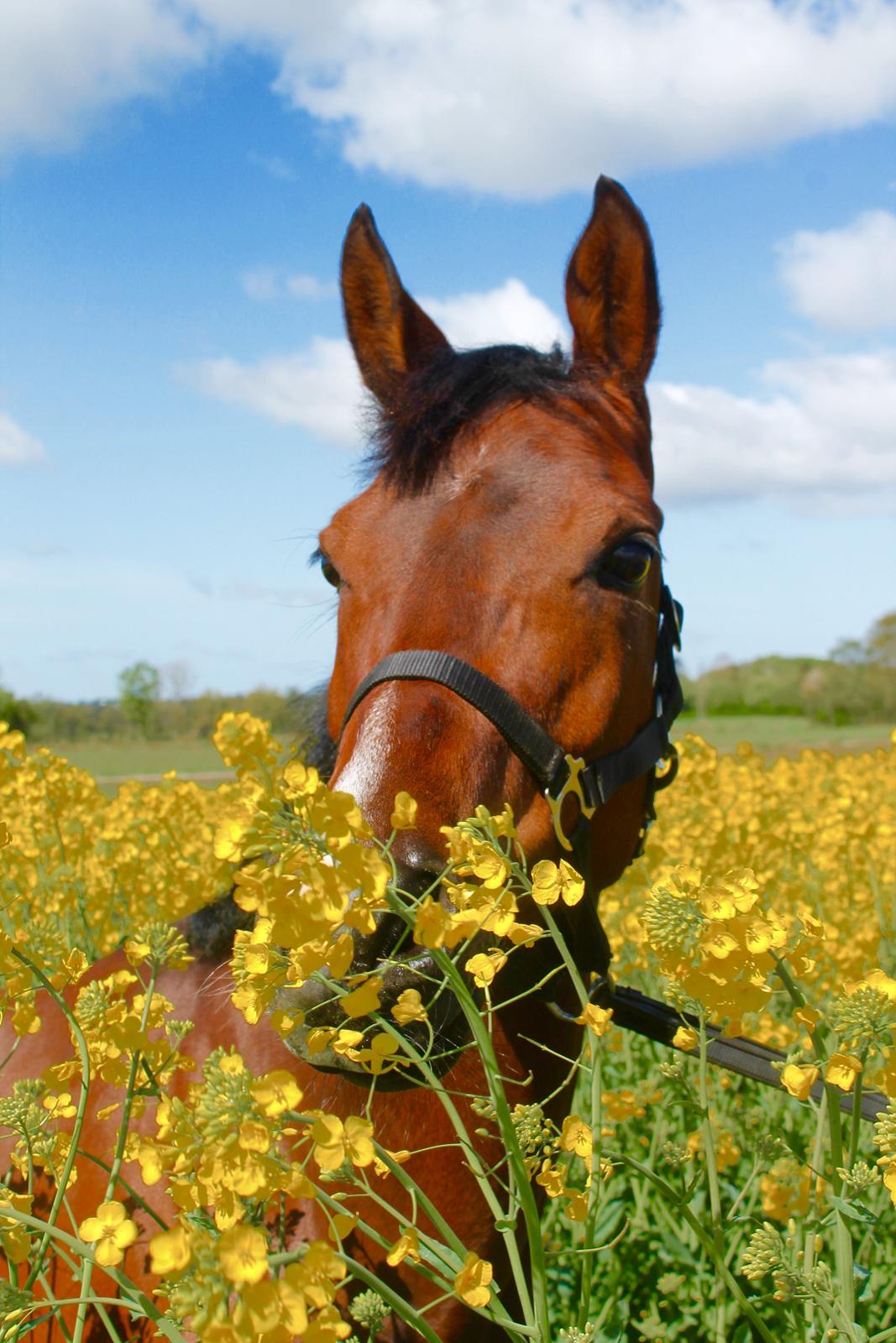 Anden særlig race Darling Marie - Rapsmark - Forår 2015 billede 8