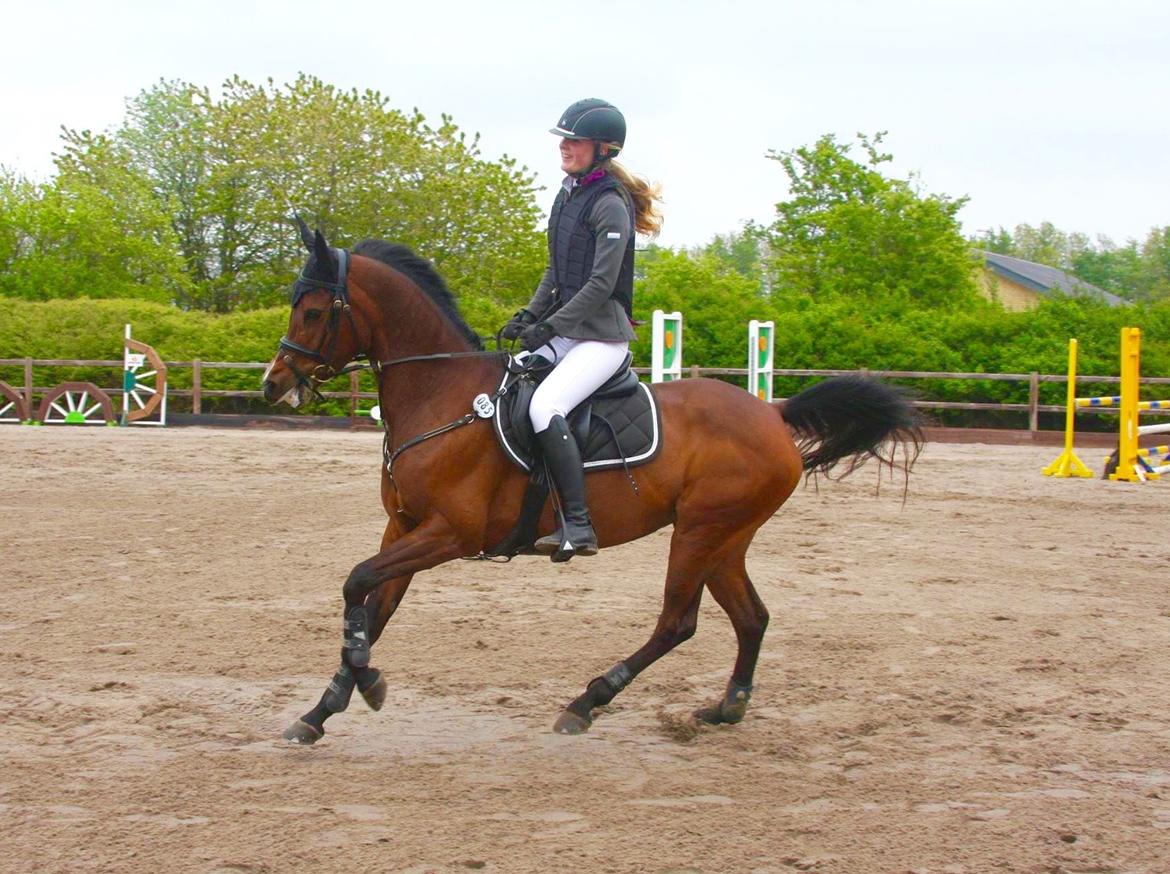 Anden særlig race Darling Marie - Præmieoverraskelse - Glamsbjerg Rideklub billede 14