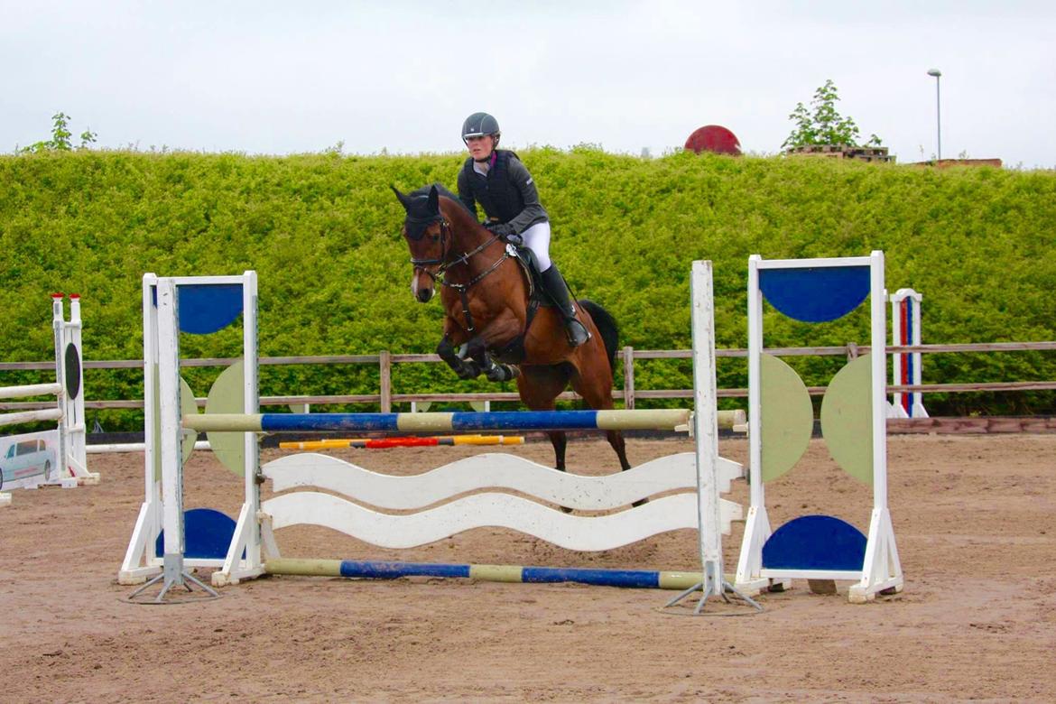 Anden særlig race Darling Marie - Mb1* - Glamsbjerg Rideklub billede 15