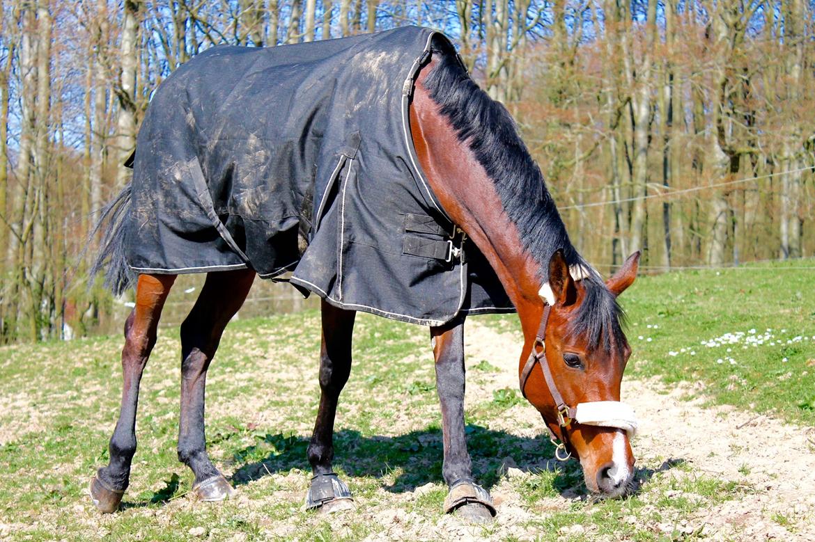 Anden særlig race Darling Marie - Fold - Forår 2014 billede 18