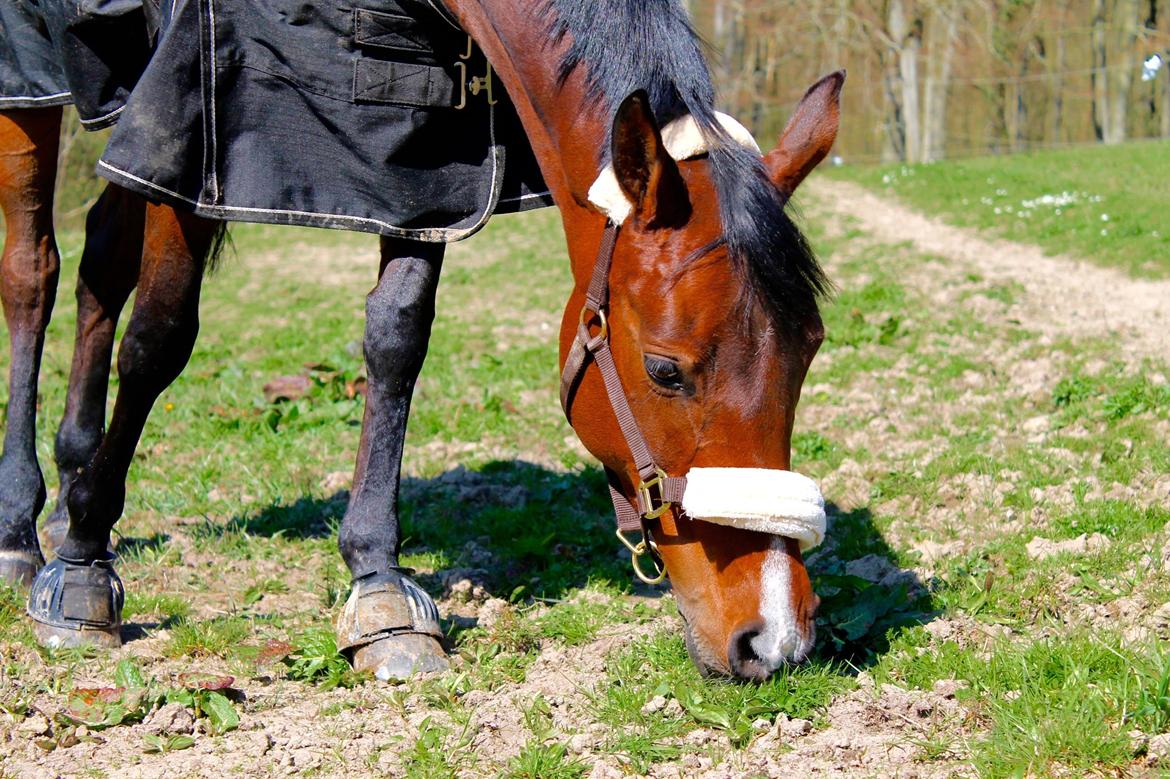 Anden særlig race Darling Marie - Fold - Forår 2014 billede 17