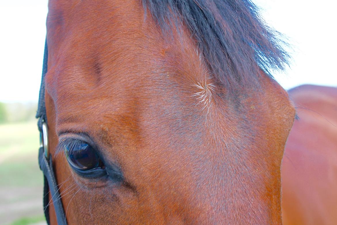 Anden særlig race Darling Marie - Rapsmark - Forår 2015 billede 19