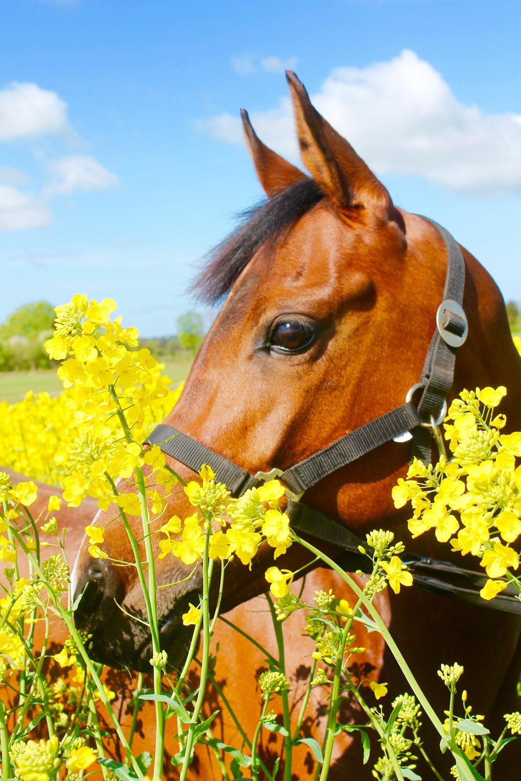 Anden særlig race Darling Marie - Rapsmark - Forår 2015 billede 20