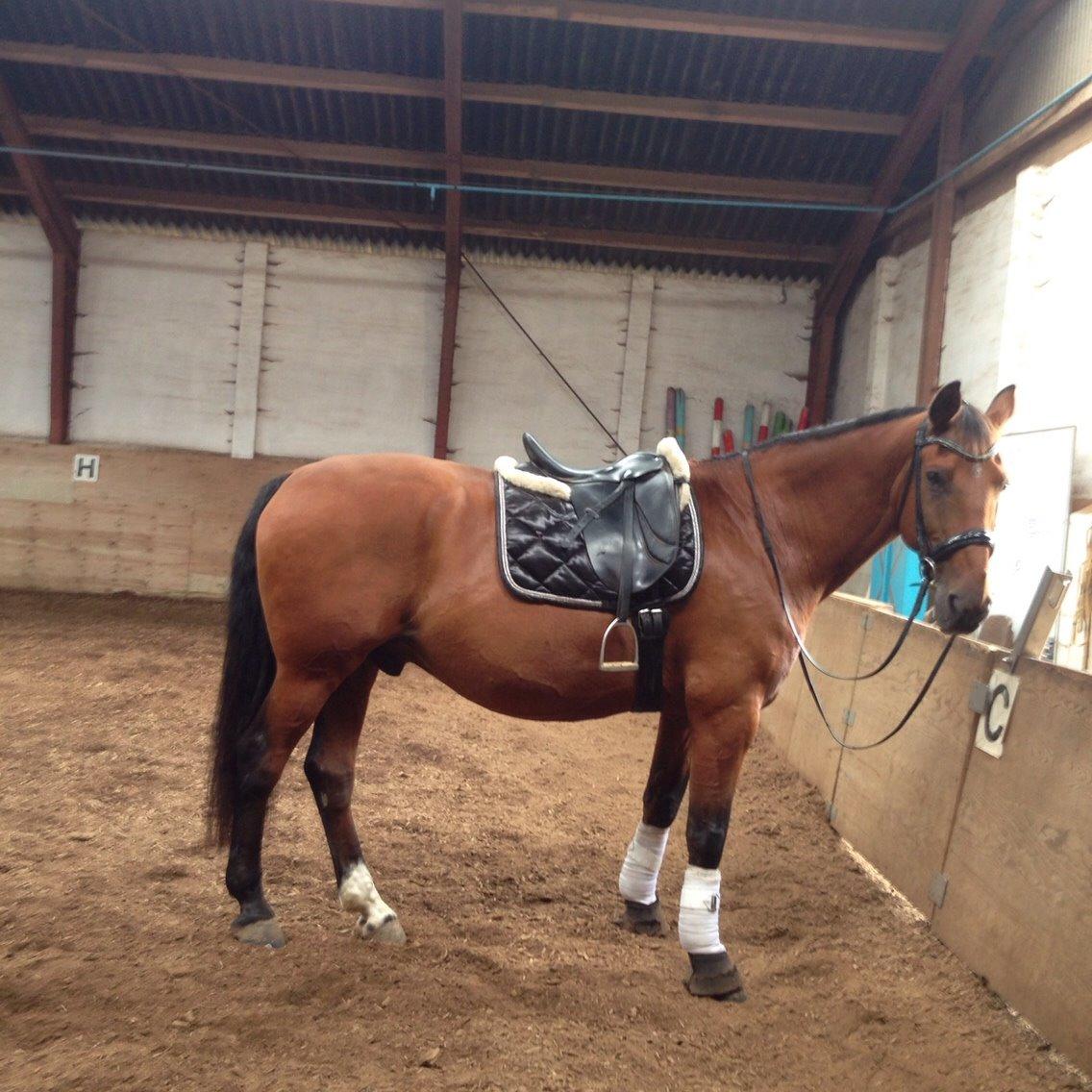 Anden særlig race White one billede 4