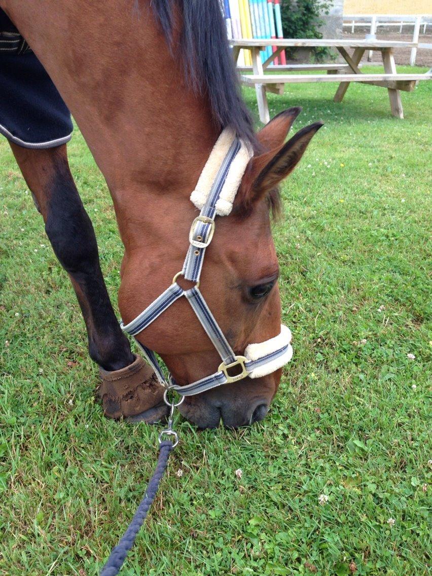Anden særlig race White one billede 7