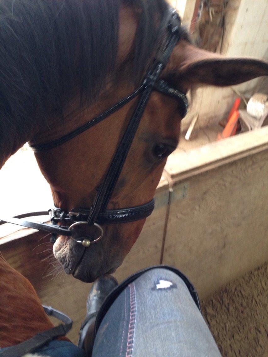 Anden særlig race White one billede 8