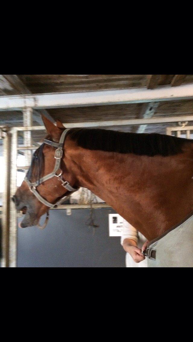 Anden særlig race White one billede 9