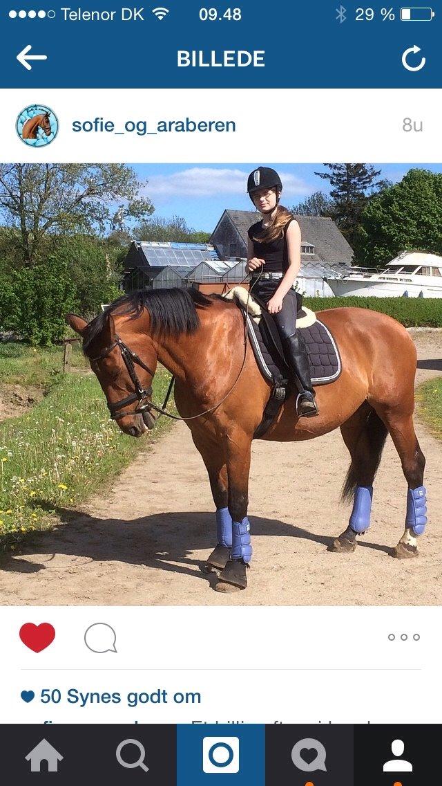 Anden særlig race White one billede 11