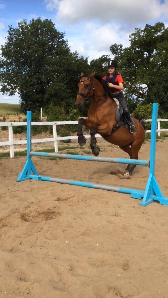 Anden særlig race White one billede 13