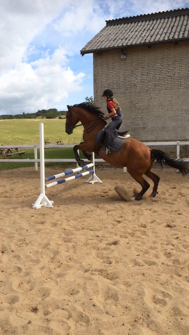 Anden særlig race White one billede 14