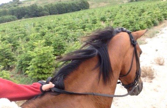 Anden særlig race White one billede 19