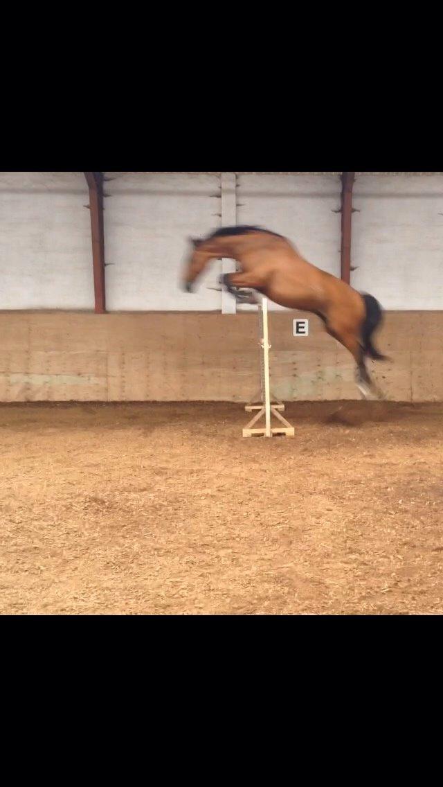 Anden særlig race White one billede 20