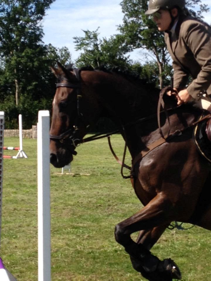 Fuldblod (XX) Hedin´s Il Divo R.I.P. - Divo´s første stævne Juni 2015 billede 17