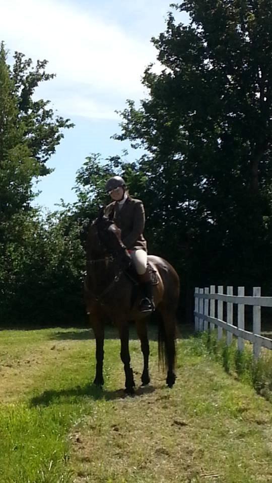 Fuldblod (XX) Hedin´s Il Divo R.I.P. - Divo´s første stævne Juni 2015 billede 18