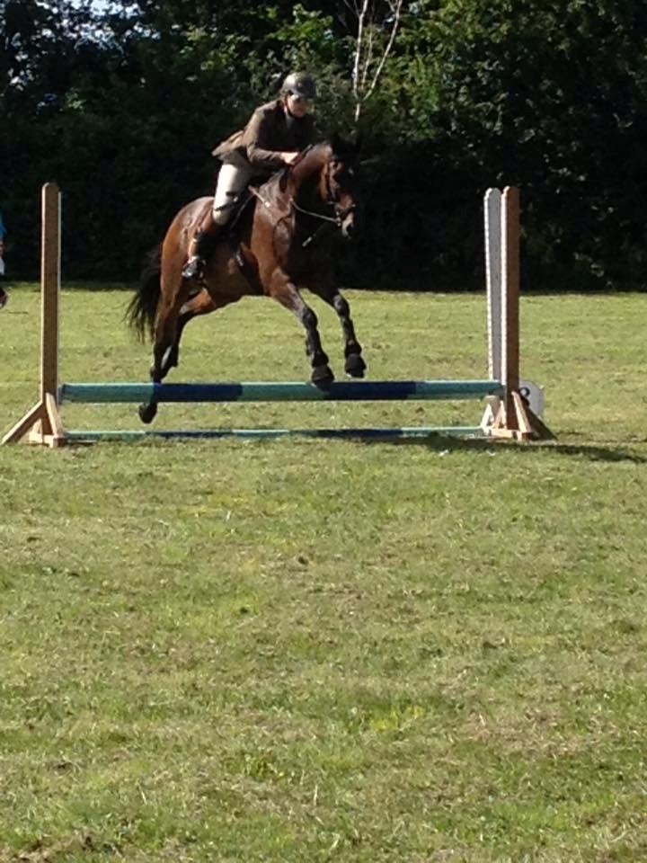 Fuldblod (XX) Hedin´s Il Divo R.I.P. - Divo´s første stævne Juni 2015 billede 19