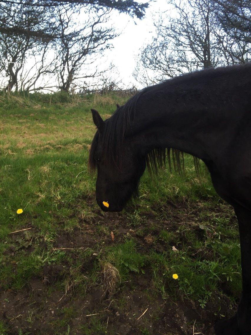 Frieser Oege S billede 13