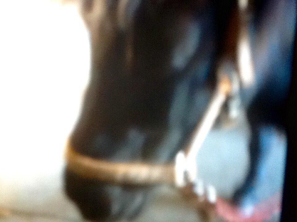 Anden særlig race Scoot billede 14