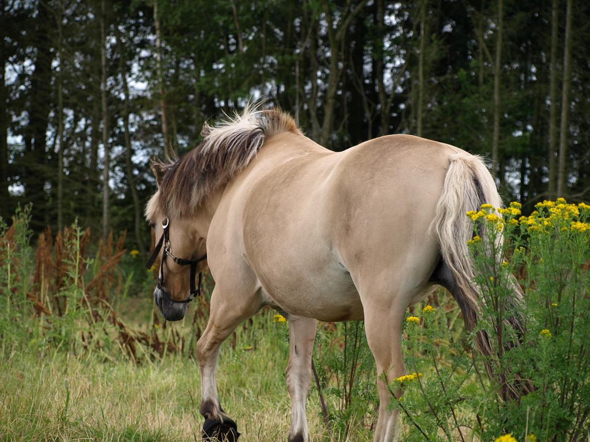 Fjordhest Prins billede 26