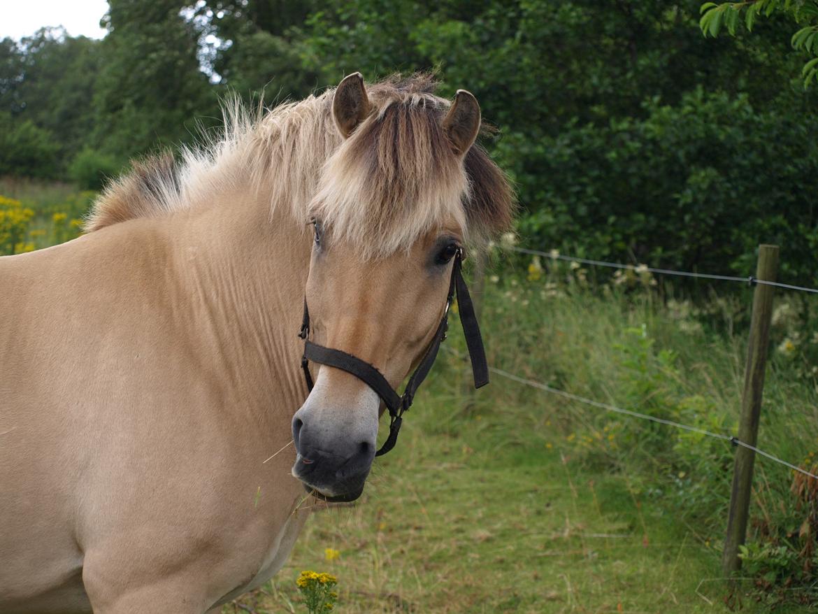 Fjordhest Prins billede 21