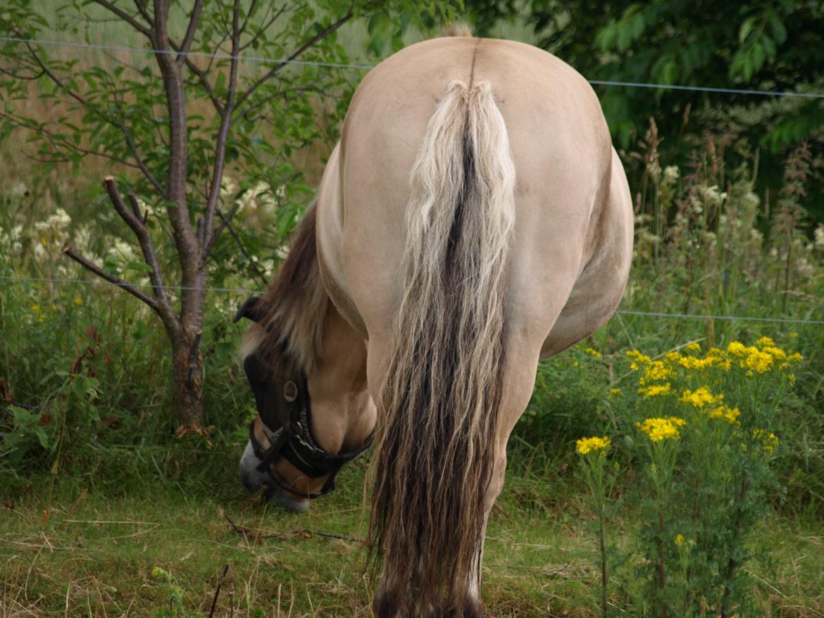 Fjordhest Prins billede 9