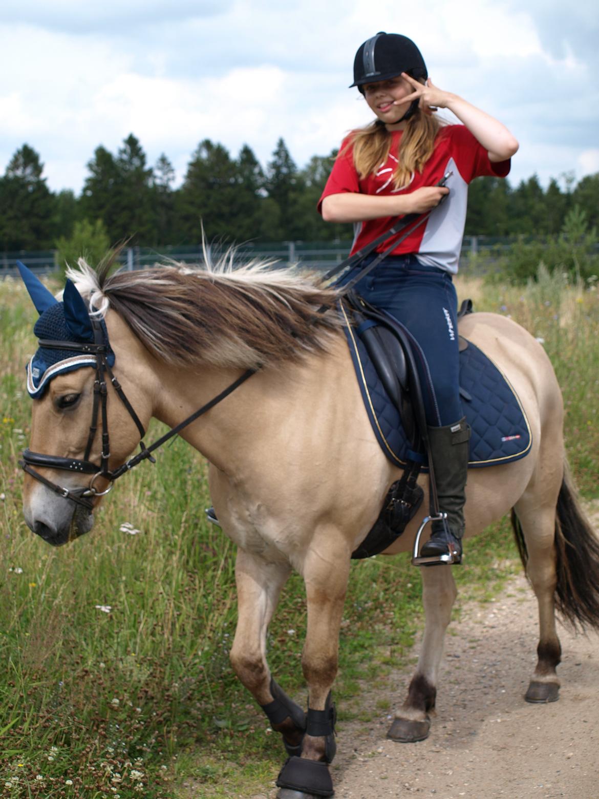 Fjordhest Prins billede 30