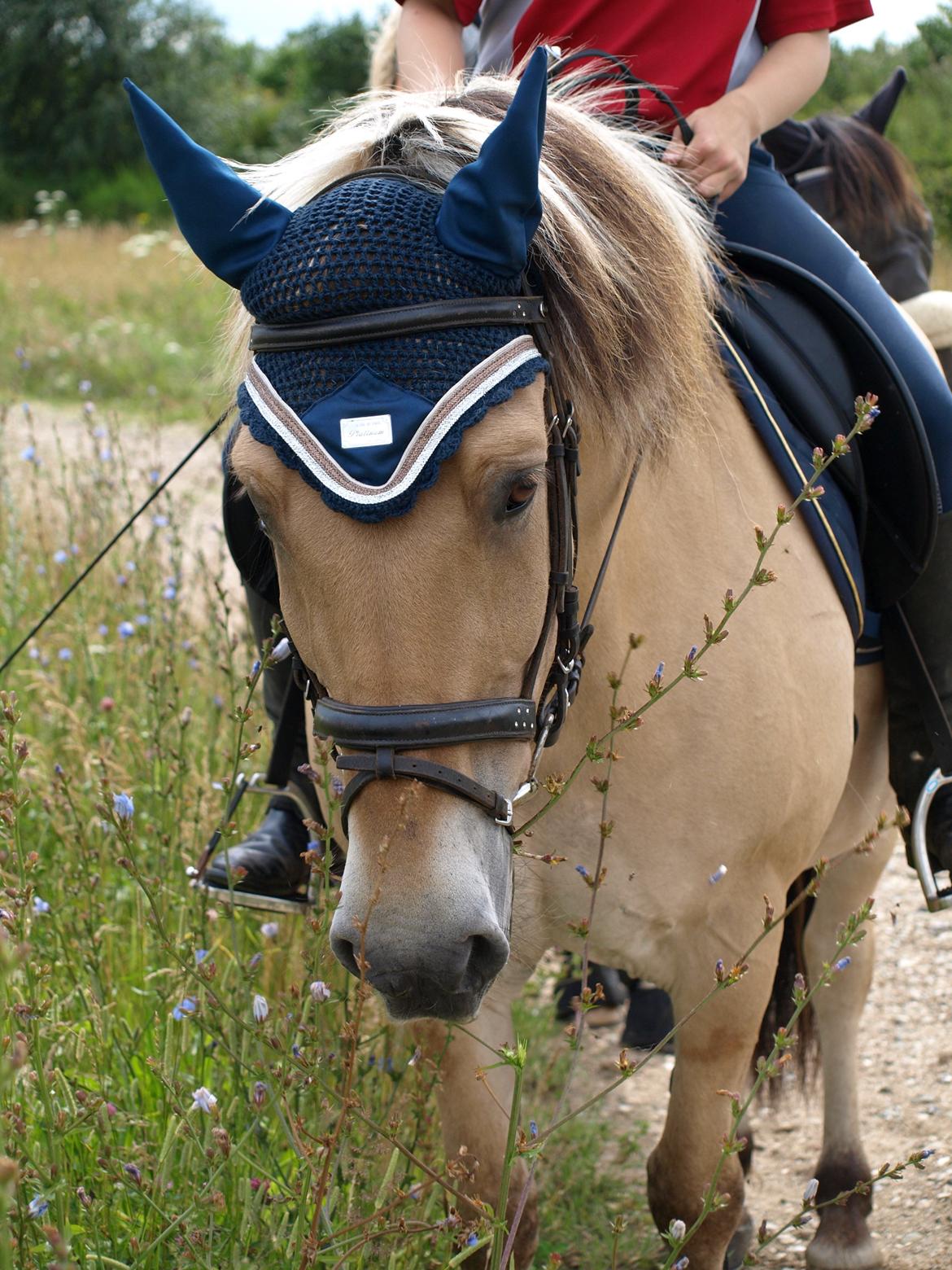 Fjordhest Prins billede 19