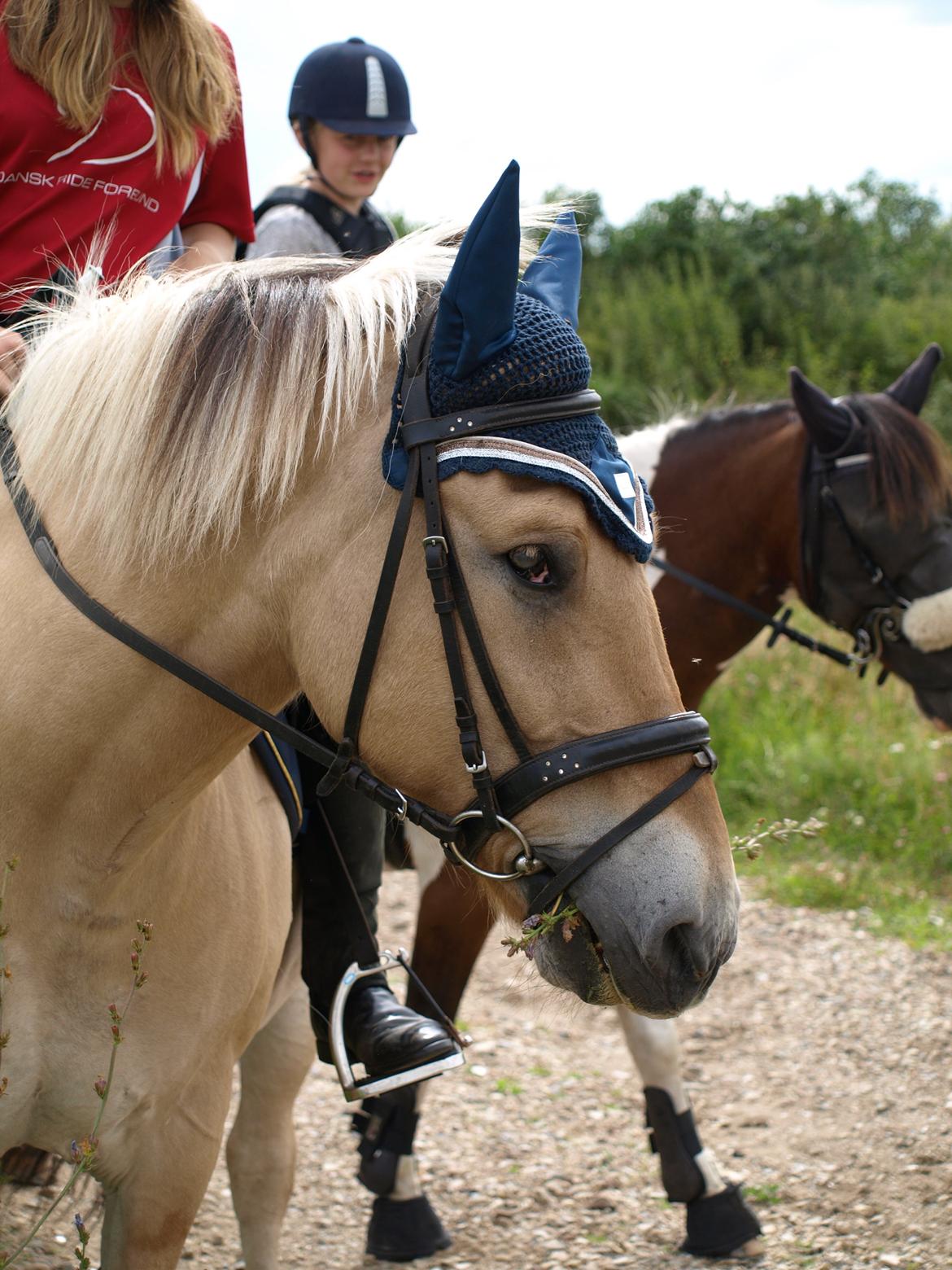 Fjordhest Prins billede 37