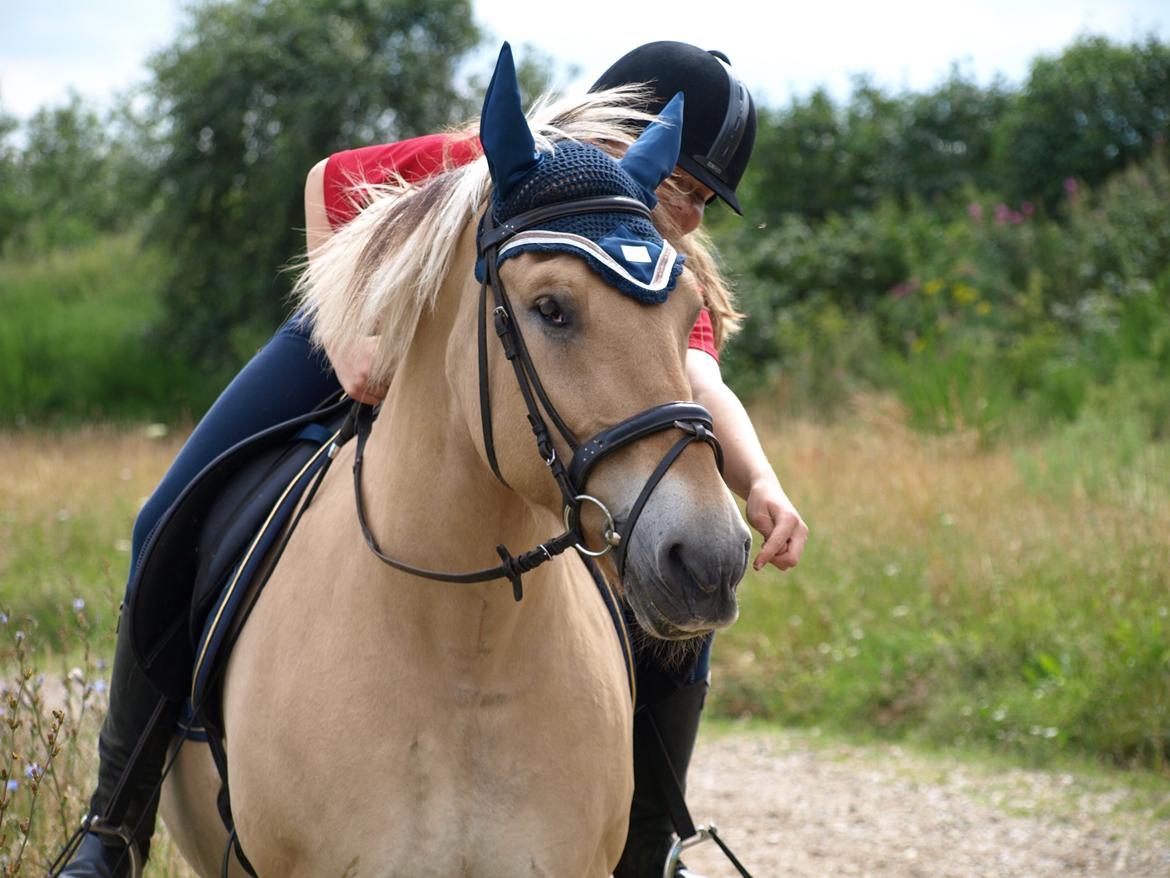 Fjordhest Prins billede 29