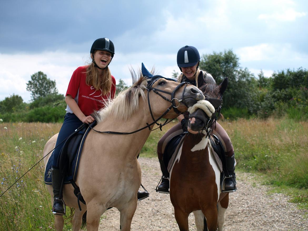 Fjordhest Prins billede 15