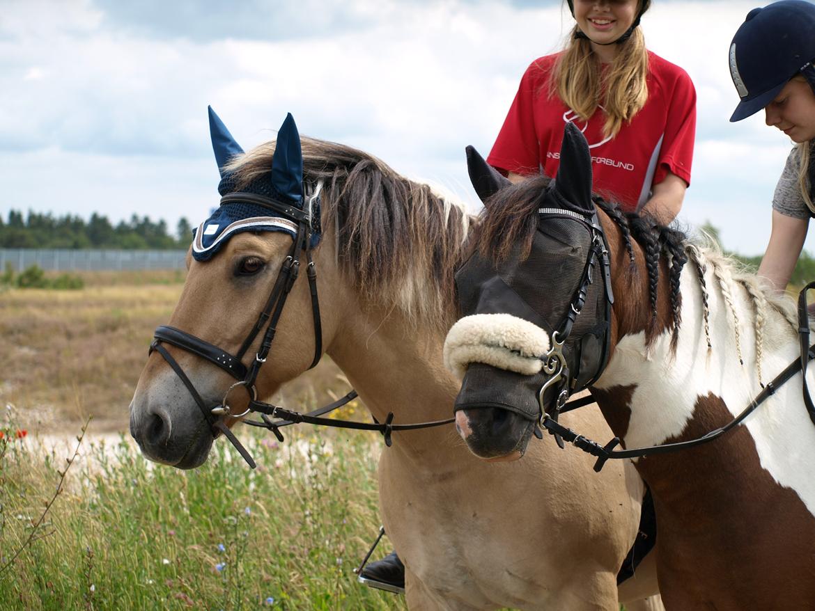Fjordhest Prins billede 24