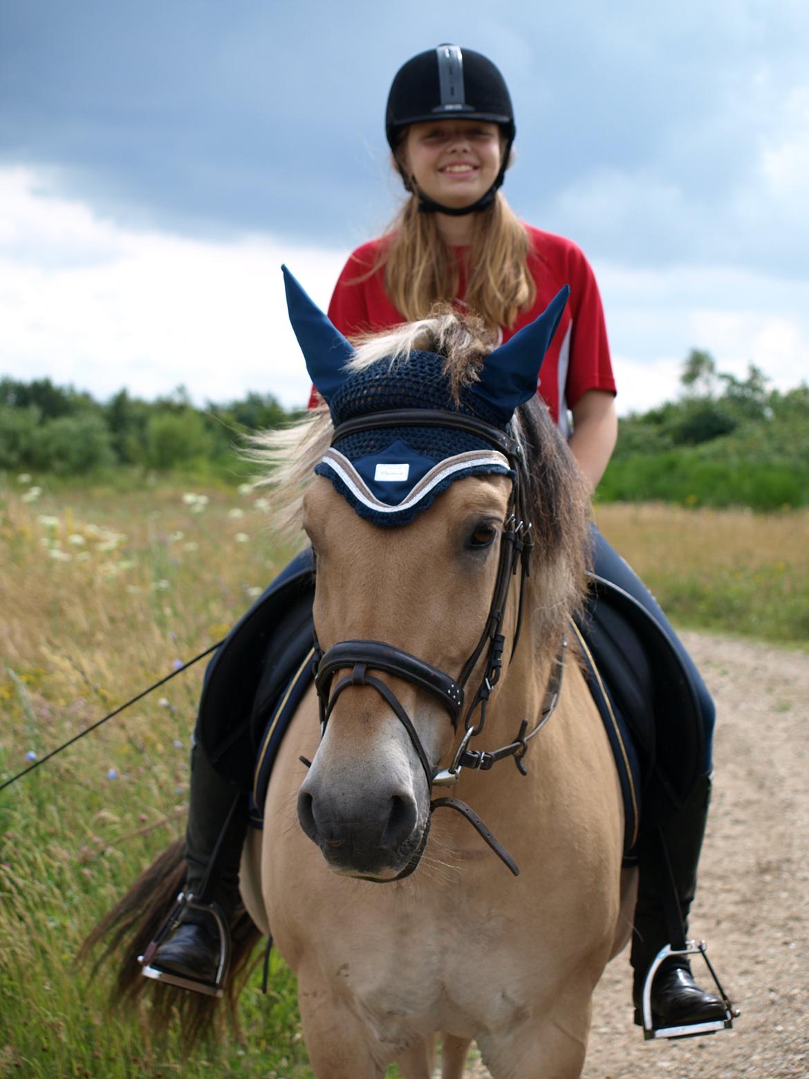 Fjordhest Prins billede 18