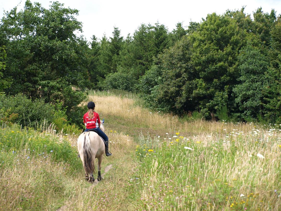 Fjordhest Prins billede 10