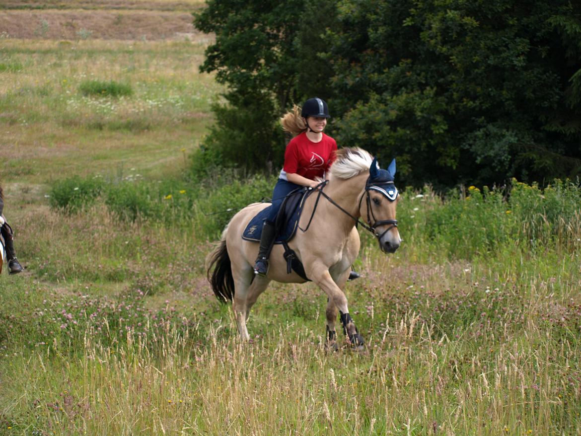 Fjordhest Prins billede 27