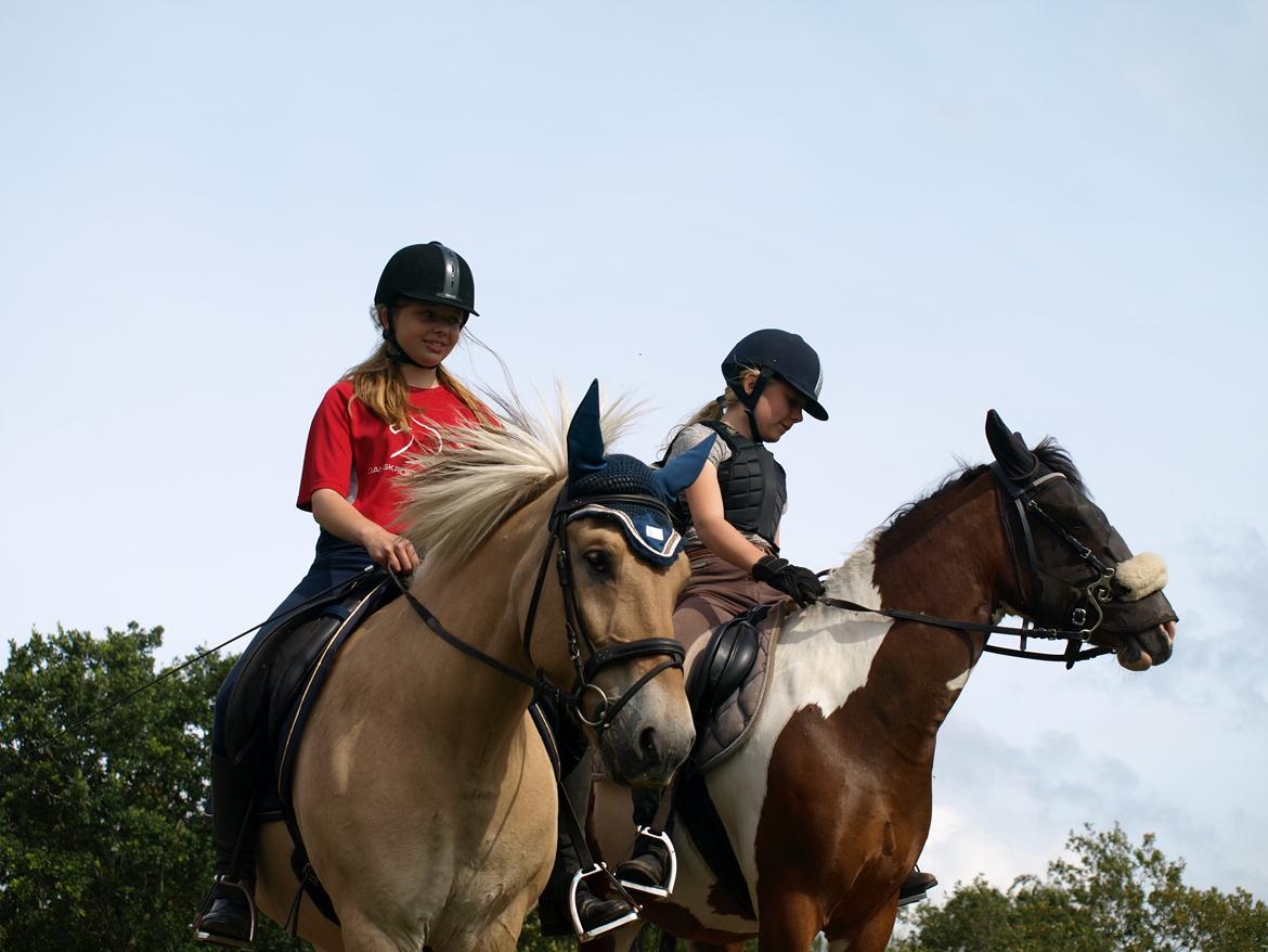 Fjordhest Prins billede 16
