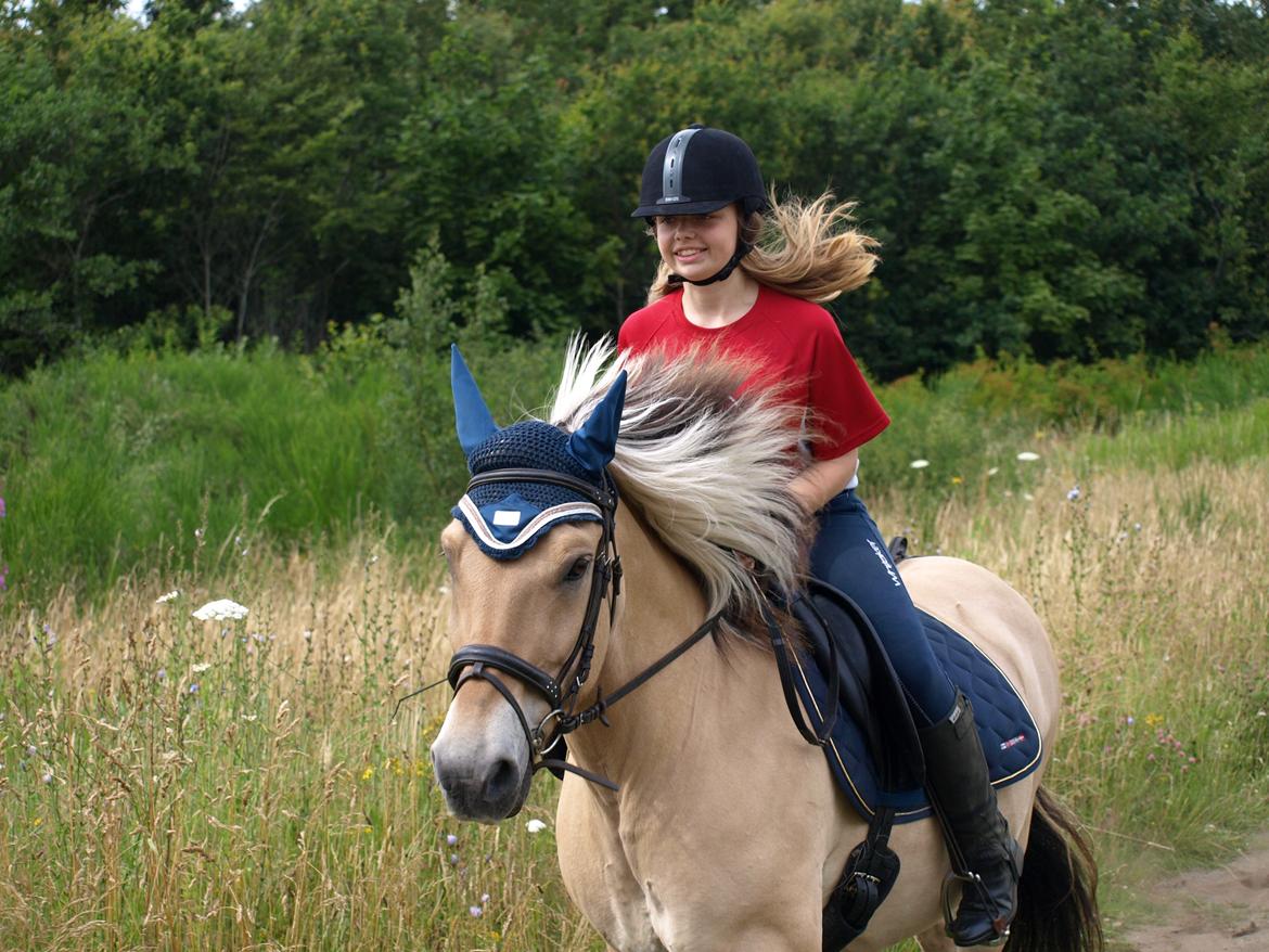 Fjordhest Prins billede 3