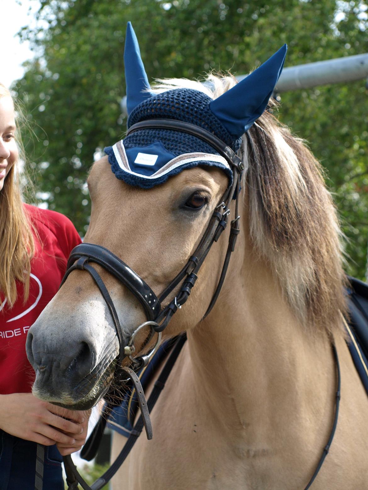 Fjordhest Prins billede 8