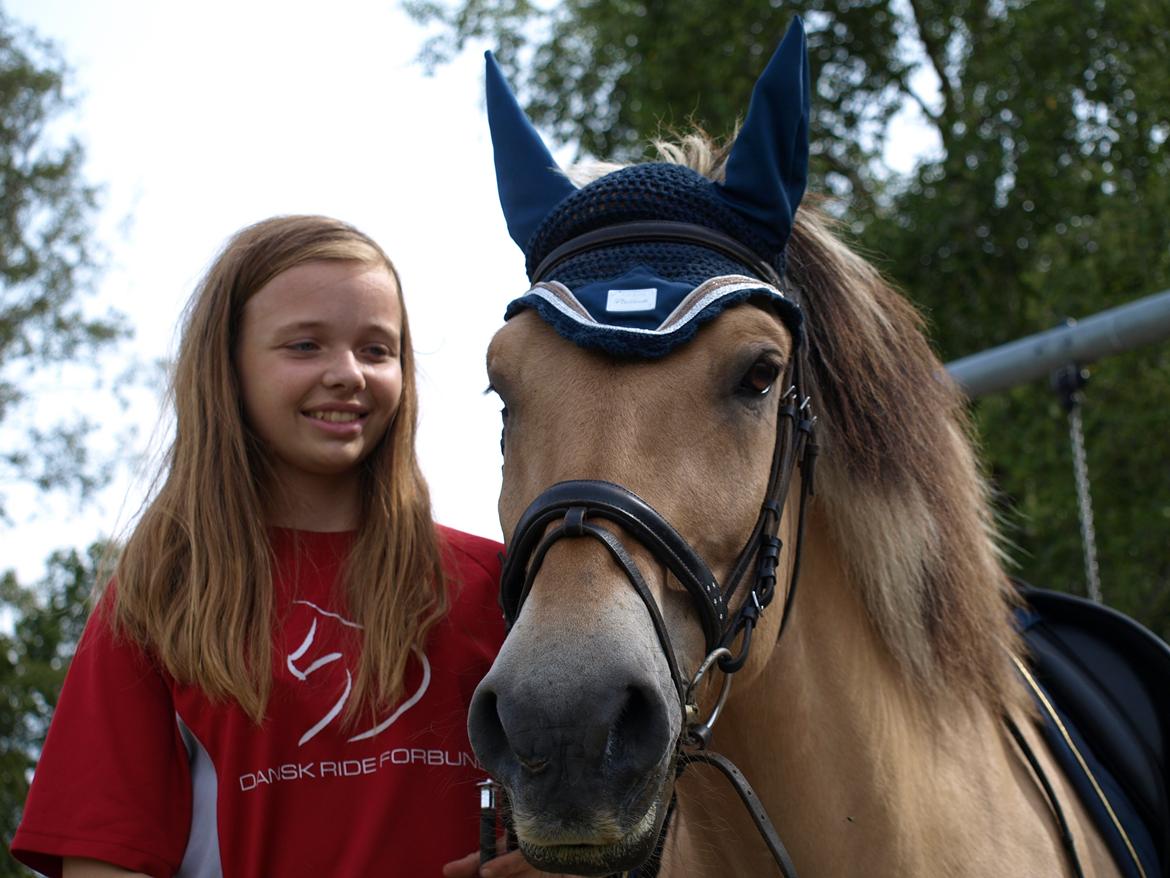 Fjordhest Prins billede 14