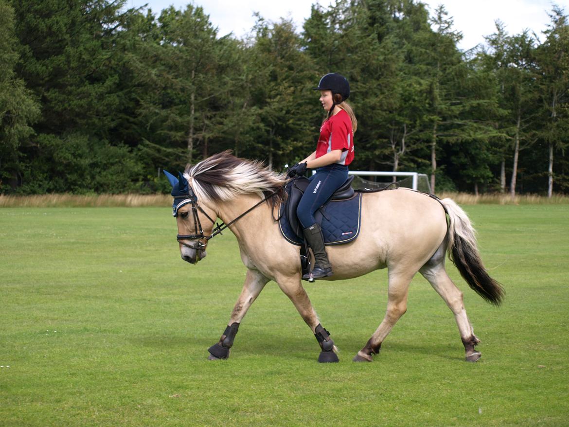 Fjordhest Prins billede 11