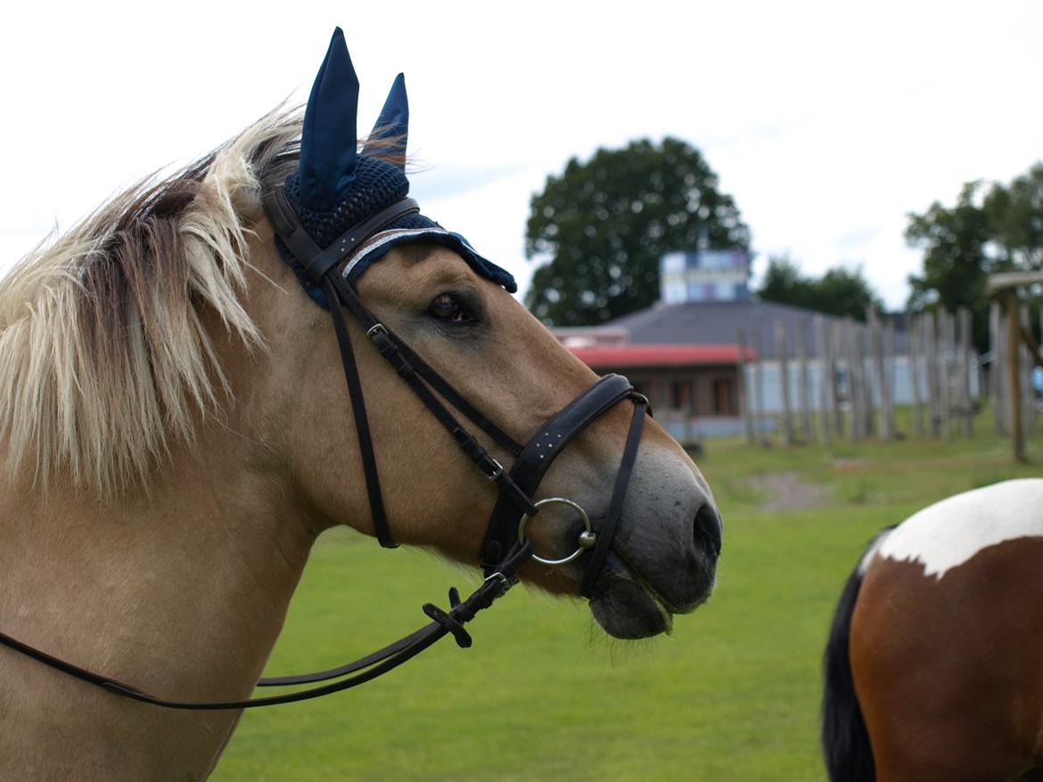 Fjordhest Prins billede 7