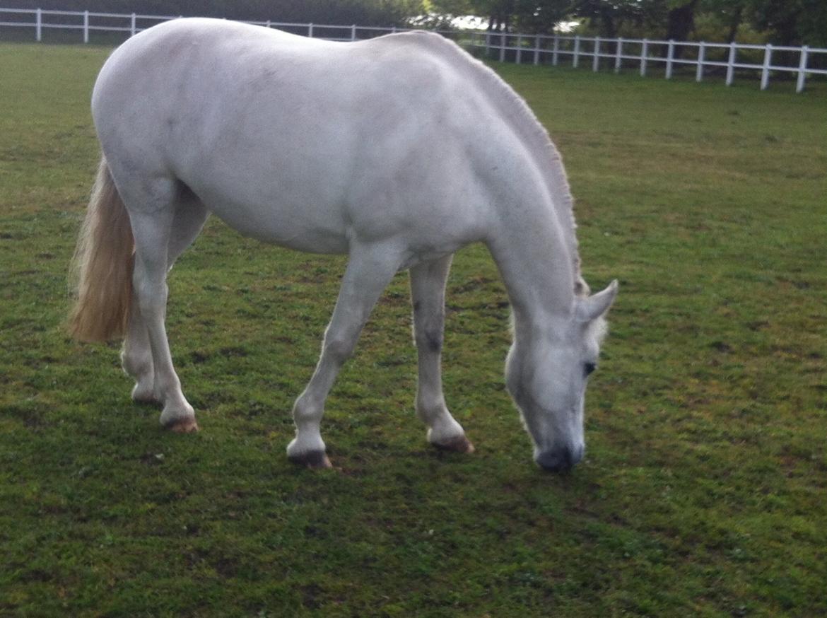 Anden særlig race Torpegaards Maddy - maddy på fold billede 3